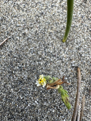 beach tidytips (Layia carnosa)