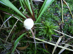 Mycenaceae
