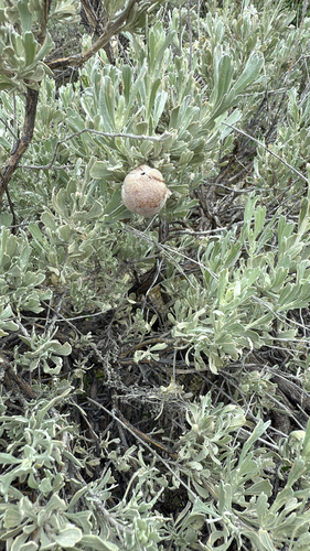 Unknown species found near Ada County, US-ID, US