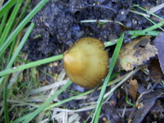 Agaricales