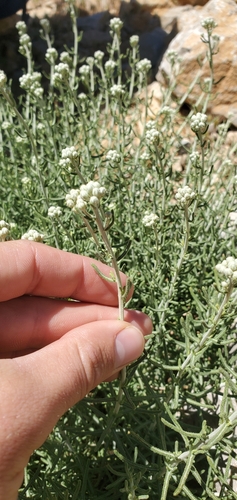 Achillea falcata, photograph 5
