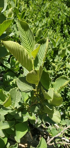 Lebanon Buckthorn (Rhamnus libanotica)