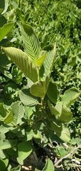 Lebanon Buckthorn (Rhamnus libanotica)