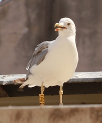 Larus michahellis