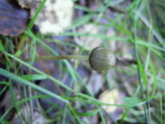 Agaricales