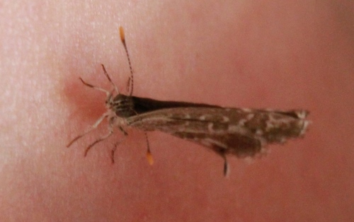 Pelargonijin plavac (Cacyreus marshalli)