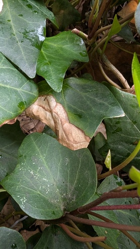 Phyllosticta philoprina