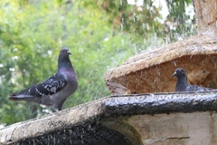Columba livia domestica