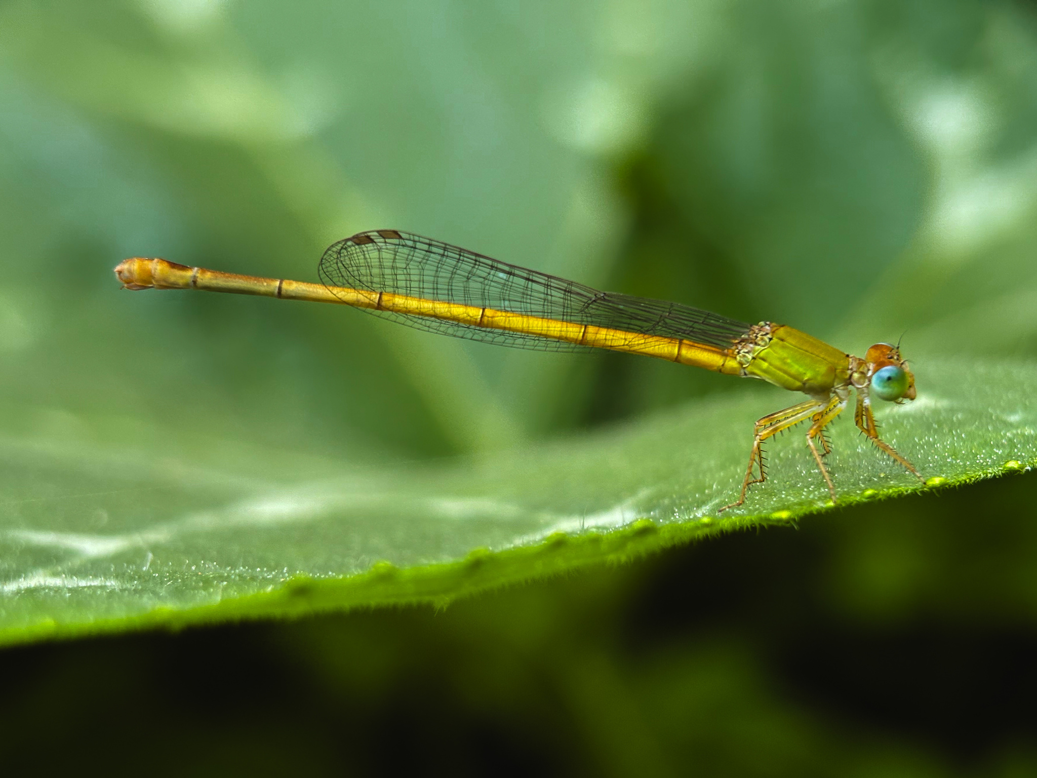 Coromandel Marsh Dart