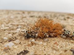 Teloschistes capensis