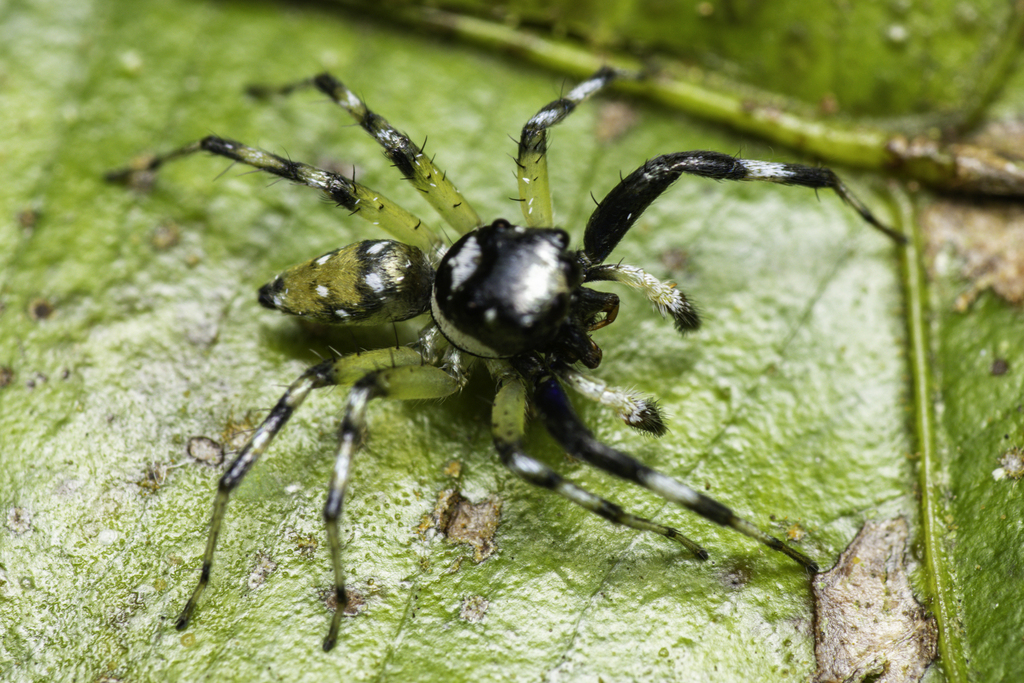Phintella castor