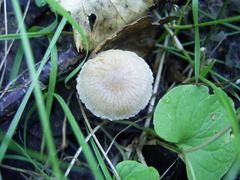Agaricales
