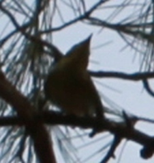 Brgljez (Sitta europaea)