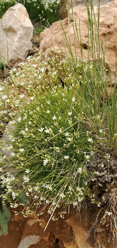 Sabulina juniperina, photograph 2