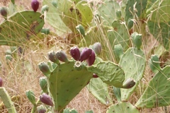 Opuntia stricta