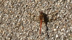 Sympetrum striolatum