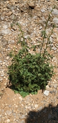 Alcea digitata (Alcea digitata)