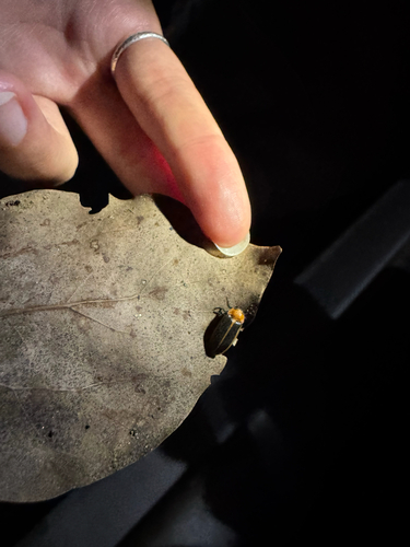 Dark-winged Aquatic Firefly