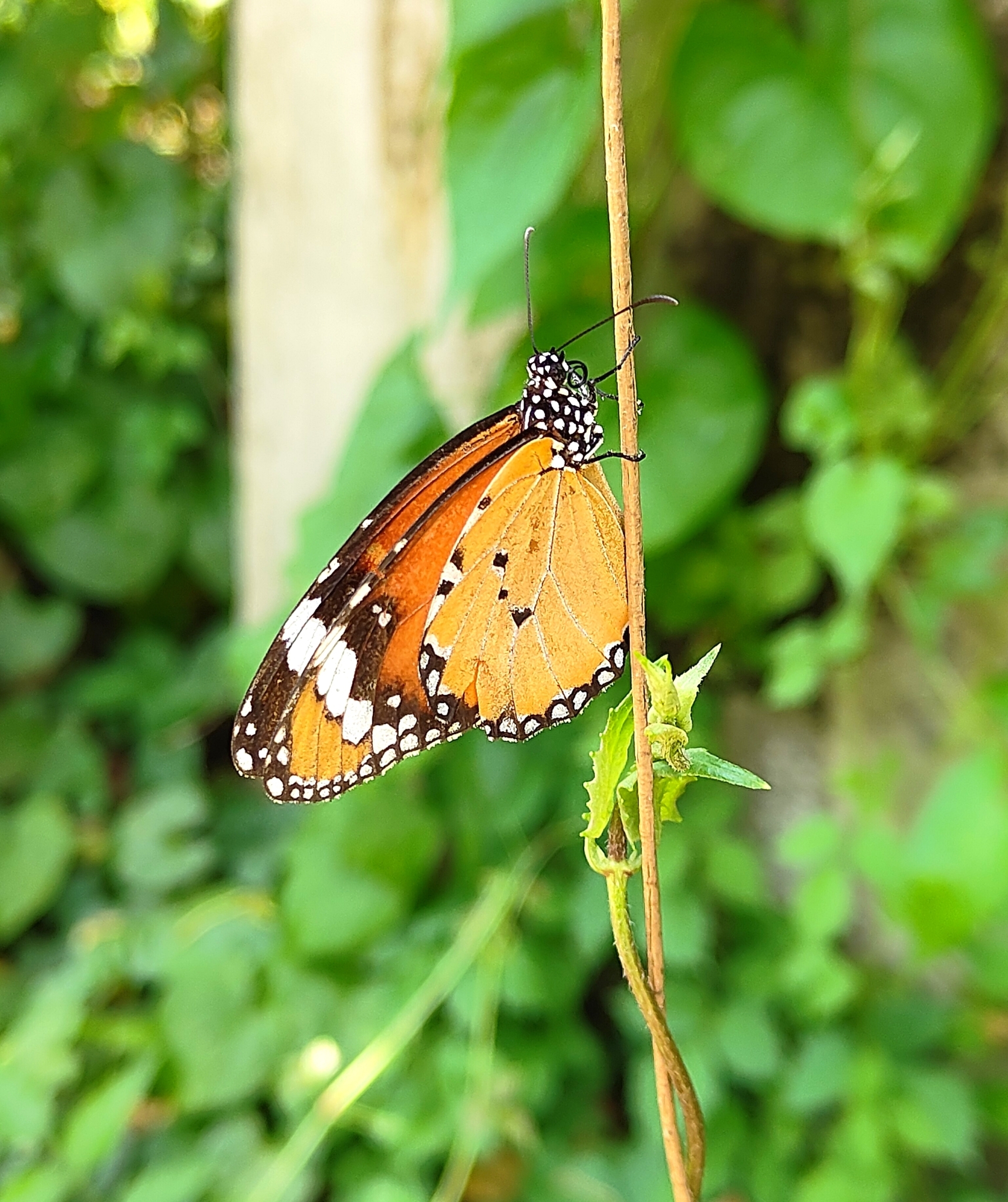 Plain Tiger