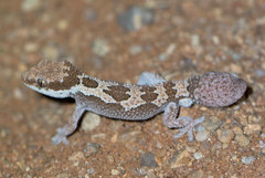 Pachydactylus rugosus
