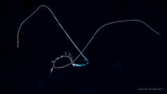 Pearlfish photo 3