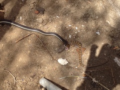 Masticophis lateralis lateralis