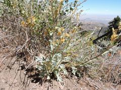 Argemone munita