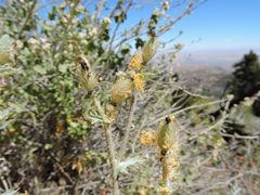 Argemone munita