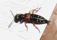 Staphylinus erythropterus