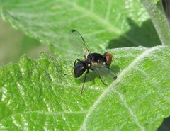 Seioptera vibrans