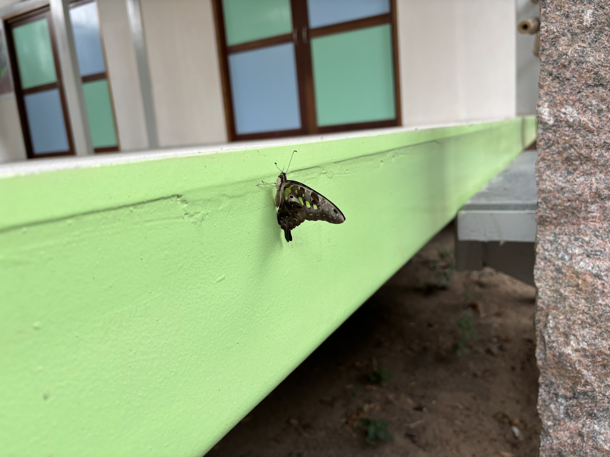 Tailed Jay