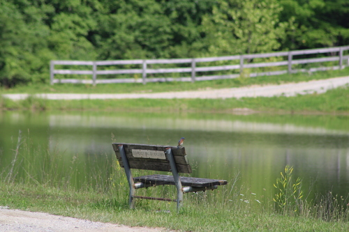 Eastern Bluebird