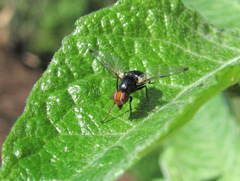 Seioptera vibrans