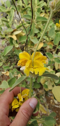 Goldleaf Lampwick (Phlomis chrysophylla)