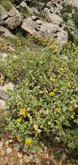Phlomis chrysophylla, photograph (c) Mitch Van Dyke, some rights reserved (CC BY)
