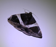 Bastilla crameri