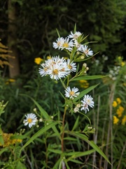 Symphyotrichum lanceolatum lanceolatum