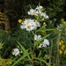 Common Panicled Aster - Photo (c) Pat Deacon, some rights reserved (CC BY-NC), uploaded by Pat Deacon
