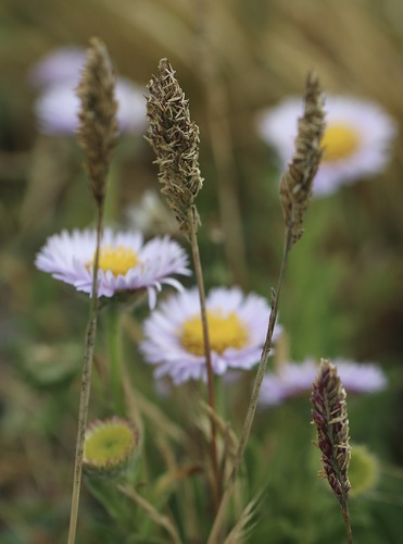 Poa unilateralis, 2025-05-29