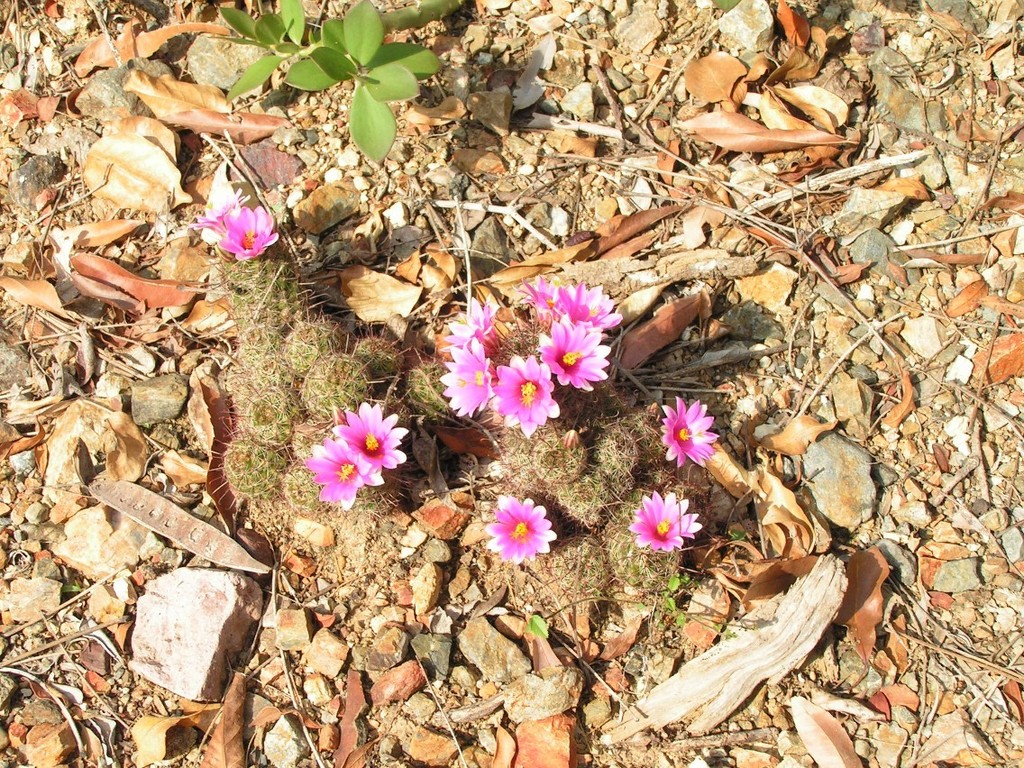 Biznaga De Mazatlán Plantas De La Selva Baja Caducifólia Mazatleca · Inaturalist 0749