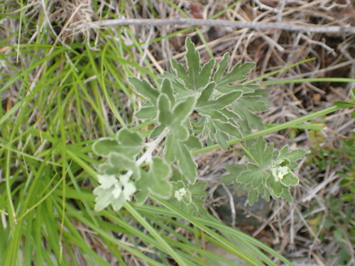Chrysanthemum wakasaense iNat (2)