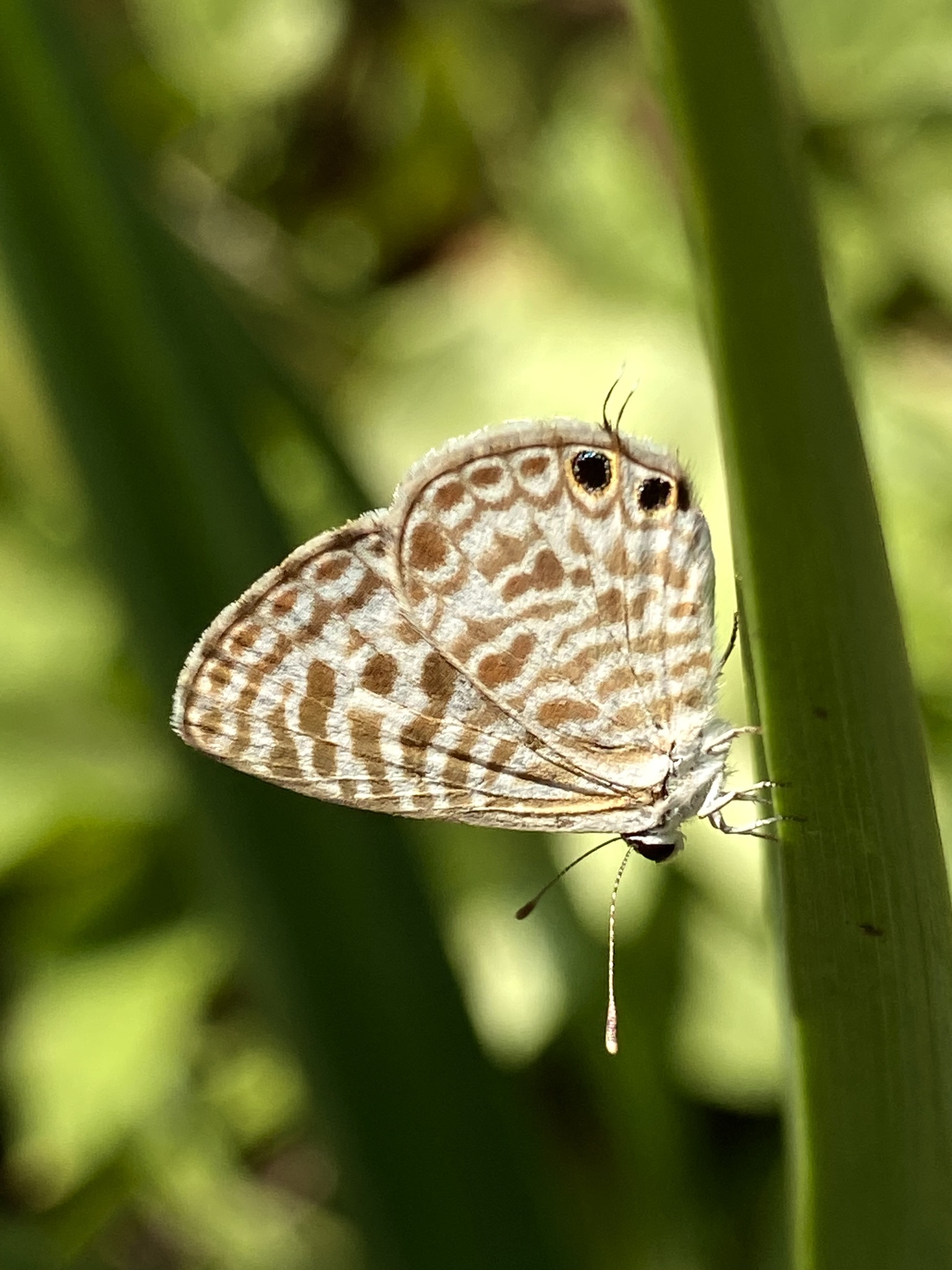 Zebra Blue