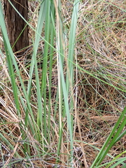 Dianella nigra