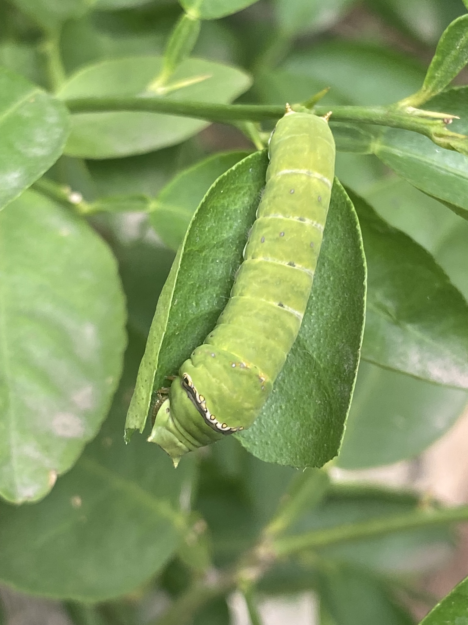 Lime Swallowtail