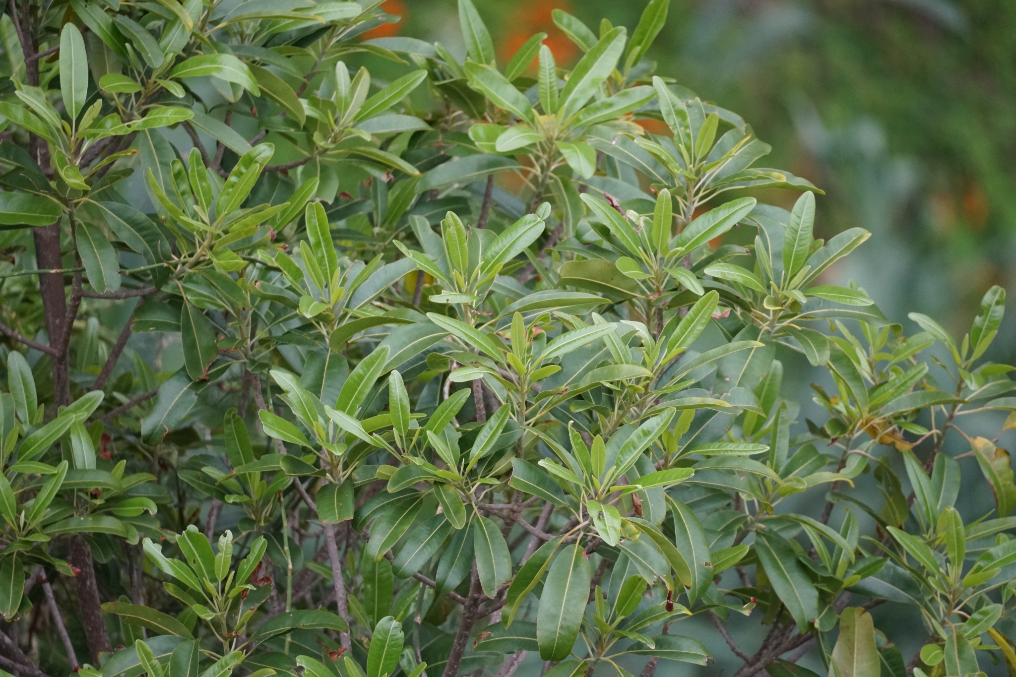 Marmulano