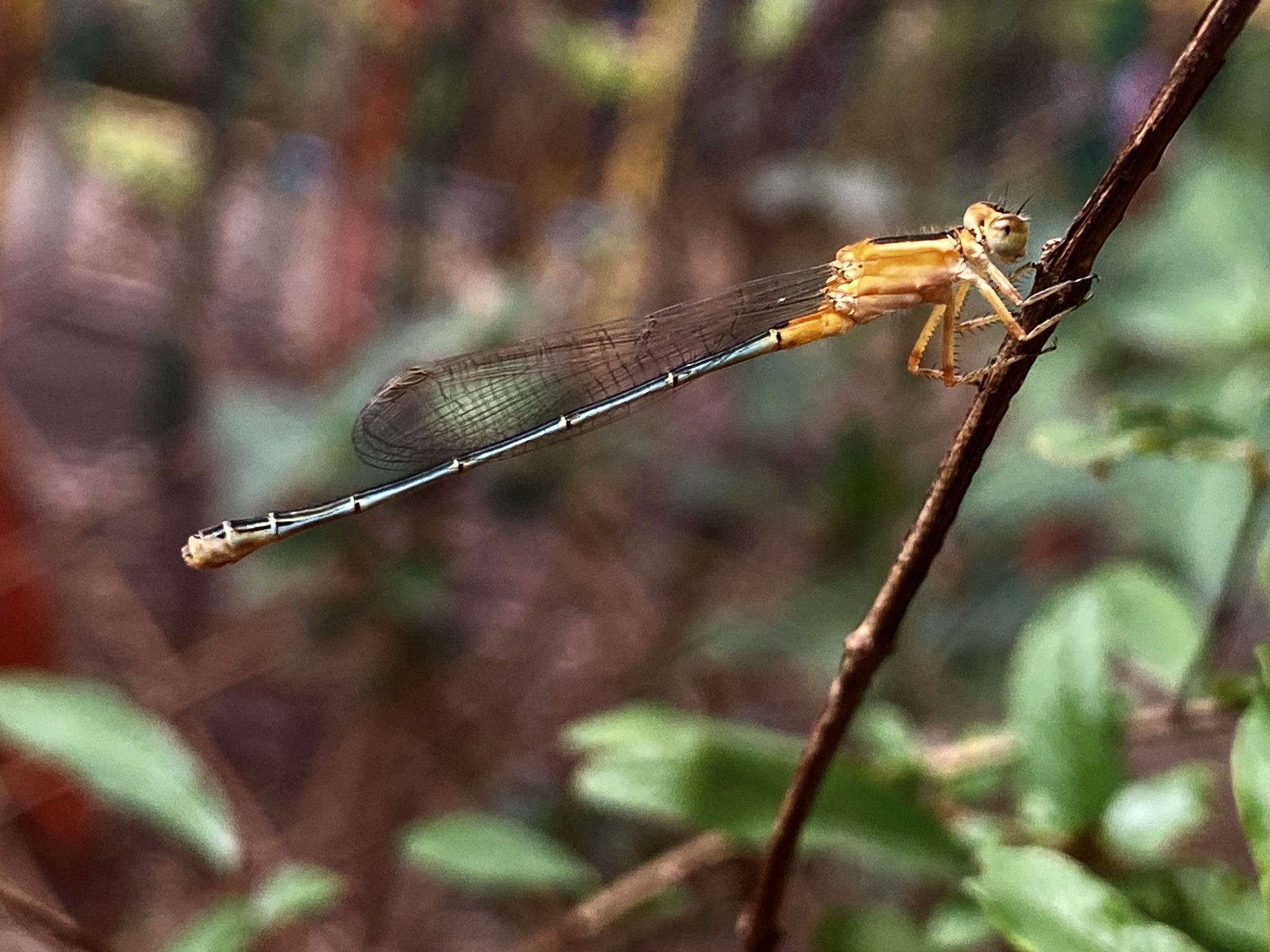 Tropical Bluetail