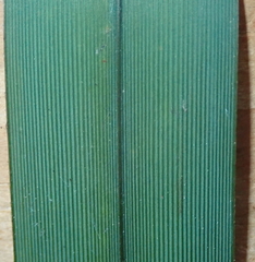 Dianella nigra