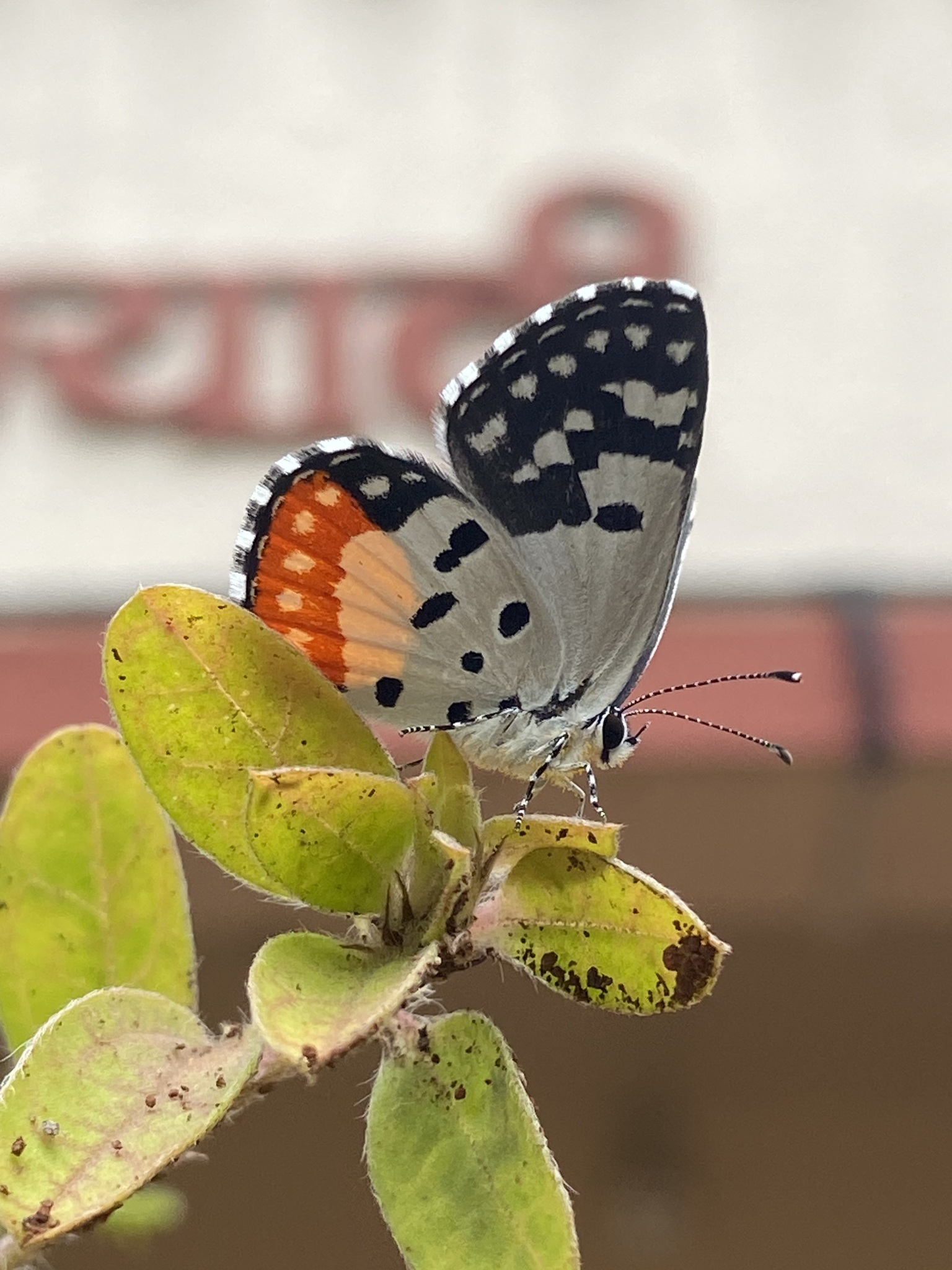 Red Pierrot