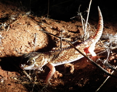Chondrodactylus angulifer