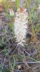 Lachenalia contaminata